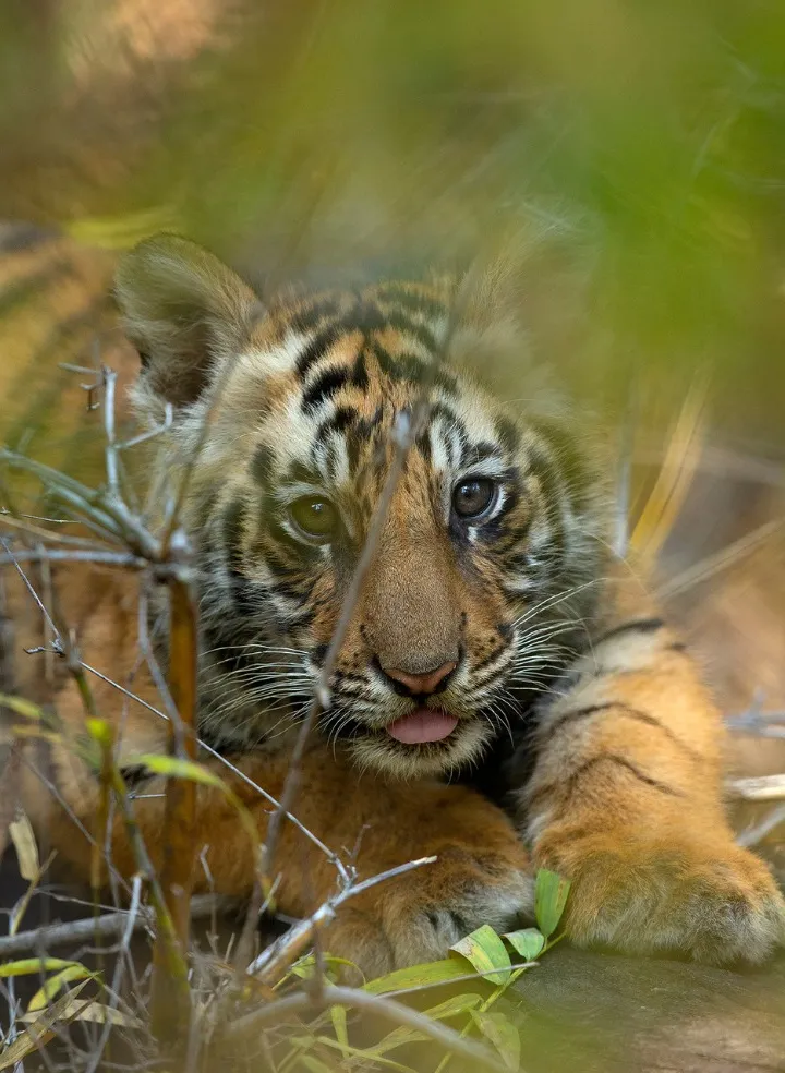 A tiger cub resting its chin on its paws in the undergrowth