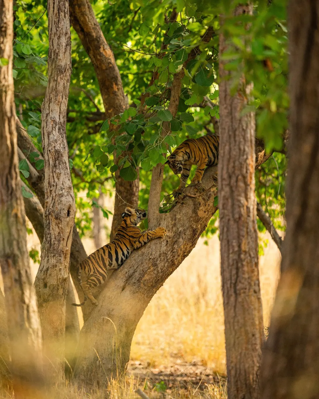 Two tiger cubs climbing a leaning tree