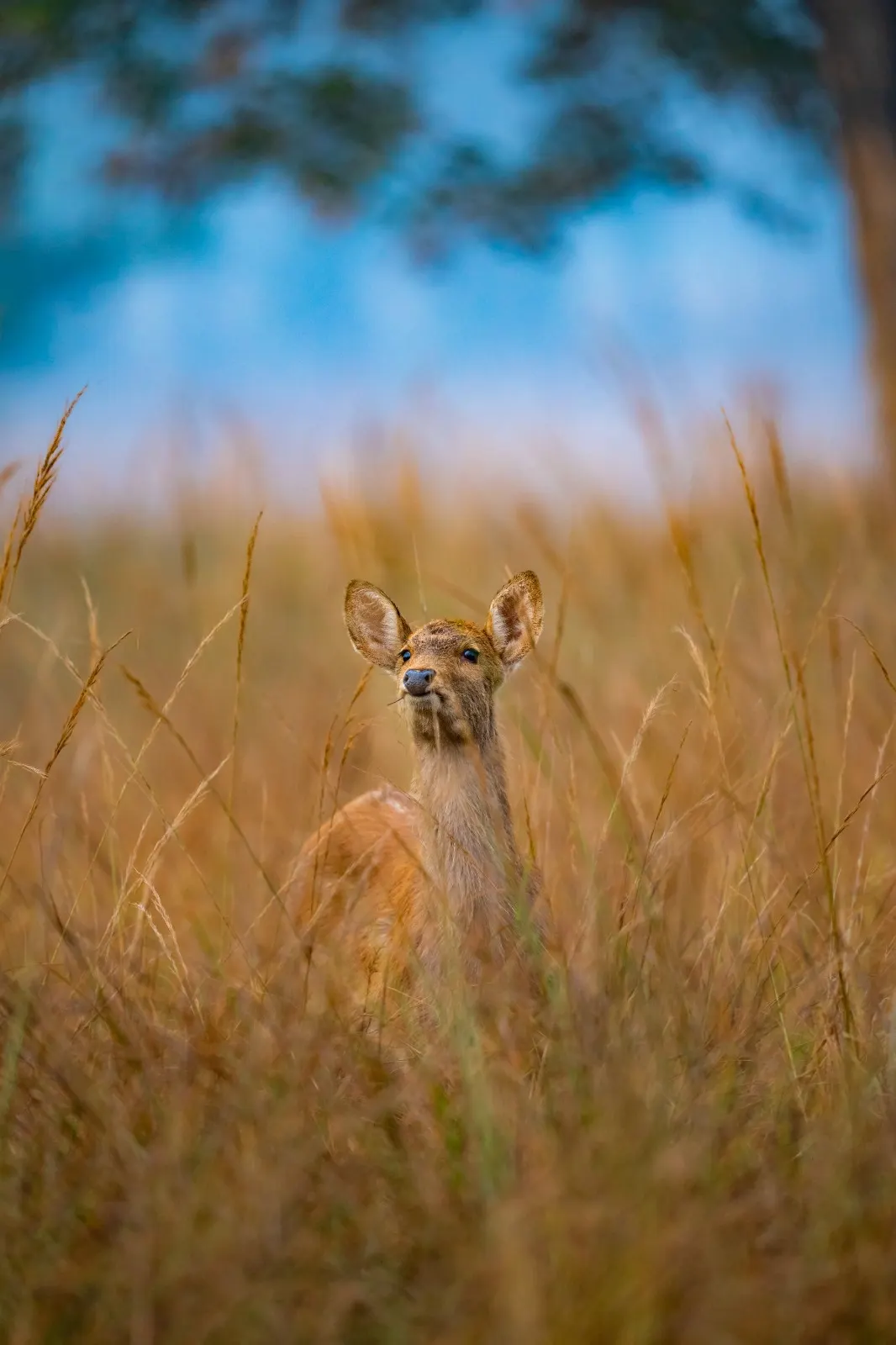 A young deer looking up from tall golden grass