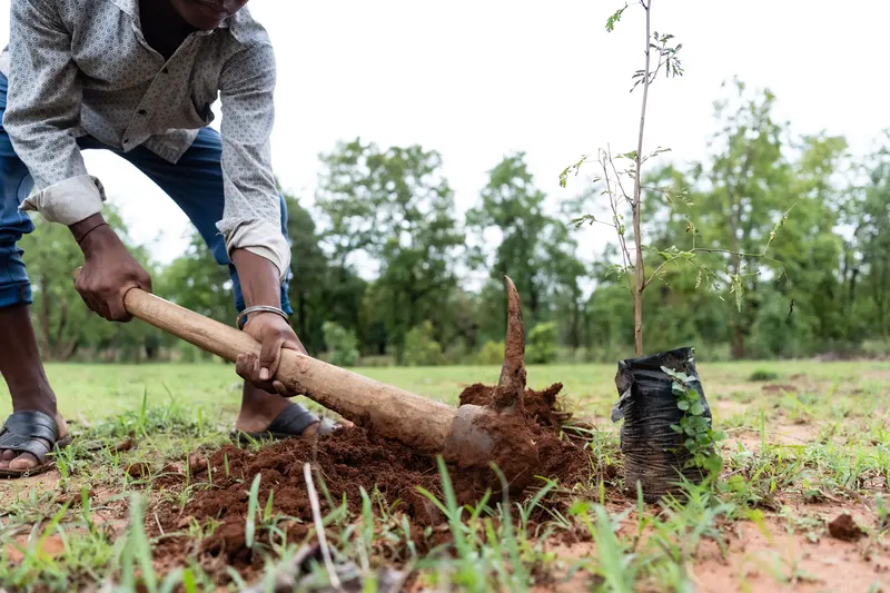 A man planting a sapling with a hoe