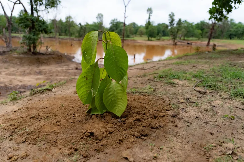 A young sapling planted beside a restored pond