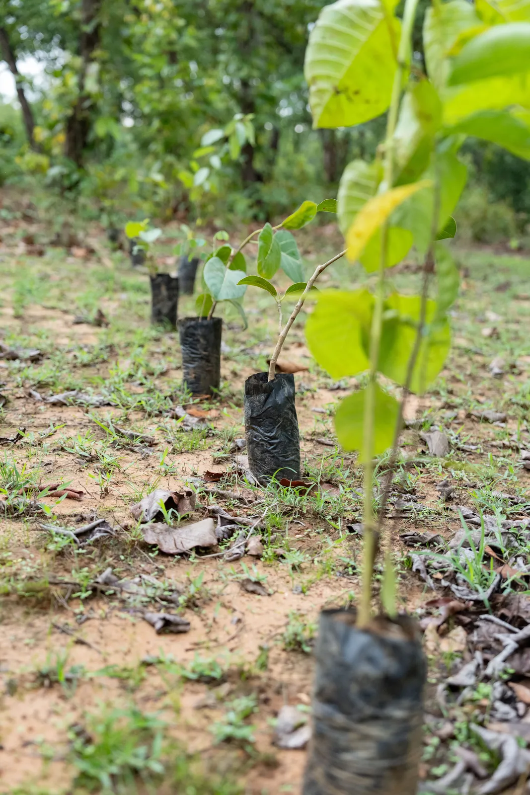 A row of young saplings growing in green woodland