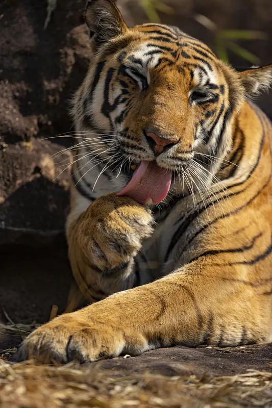 A tiger licking its paw