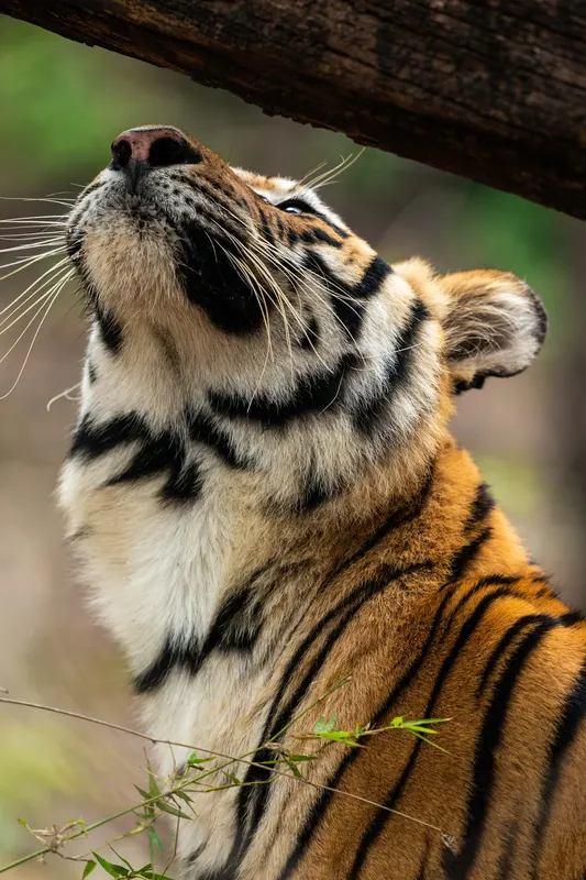 A tiger looking up at an overhanging branch