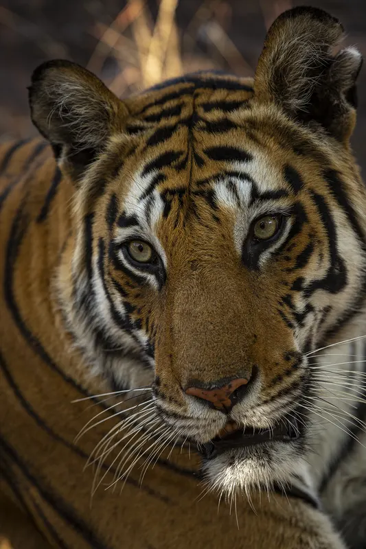 Close portrait of a tiger looking into the camera