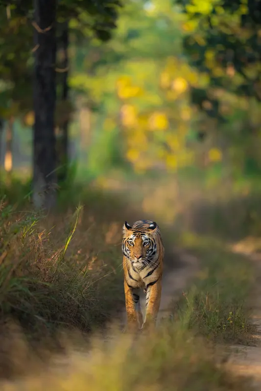 A tiger walking along a forest track