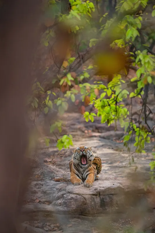 A tiger yawning on a rock ledge, framed by leaves