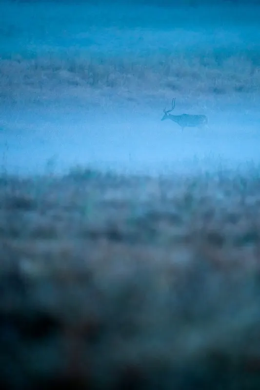A lone deer in a blue, mist-covered meadow