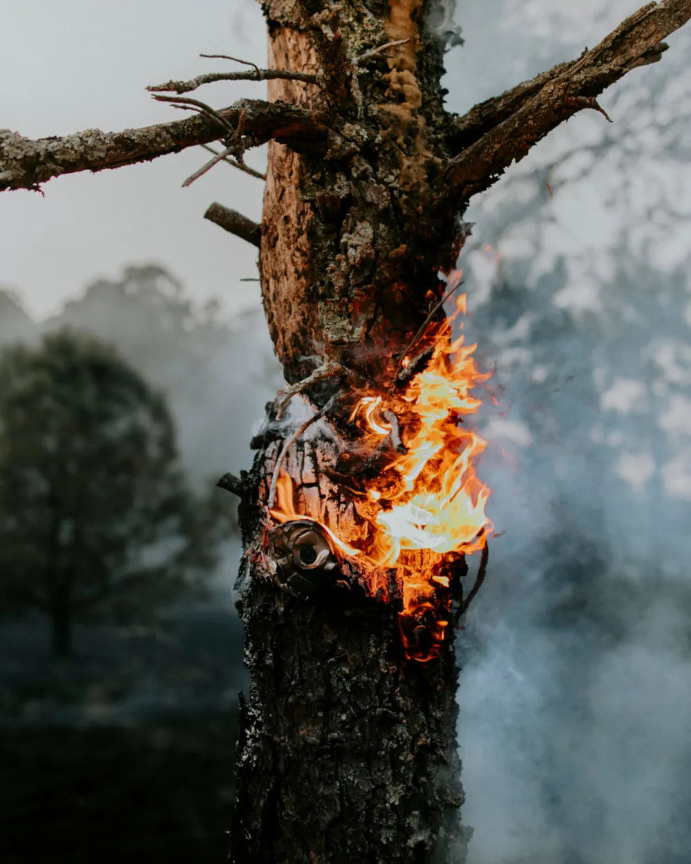 A tree trunk burning in a smoke-filled forest