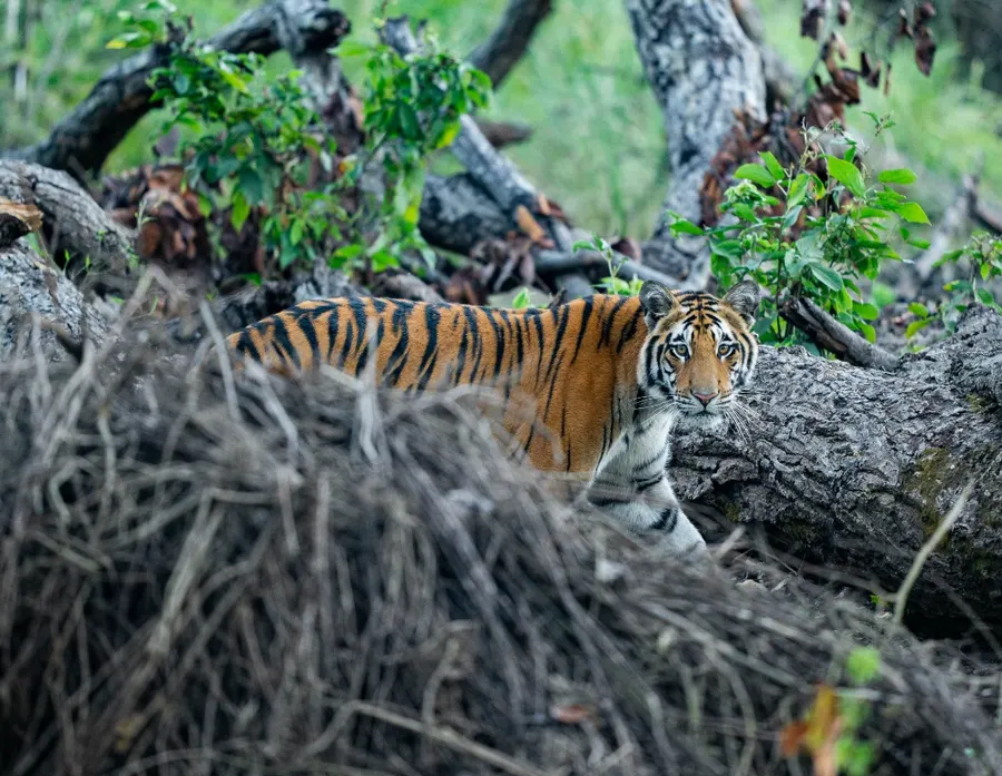 A tiger standing among fallen trees and dry grass
