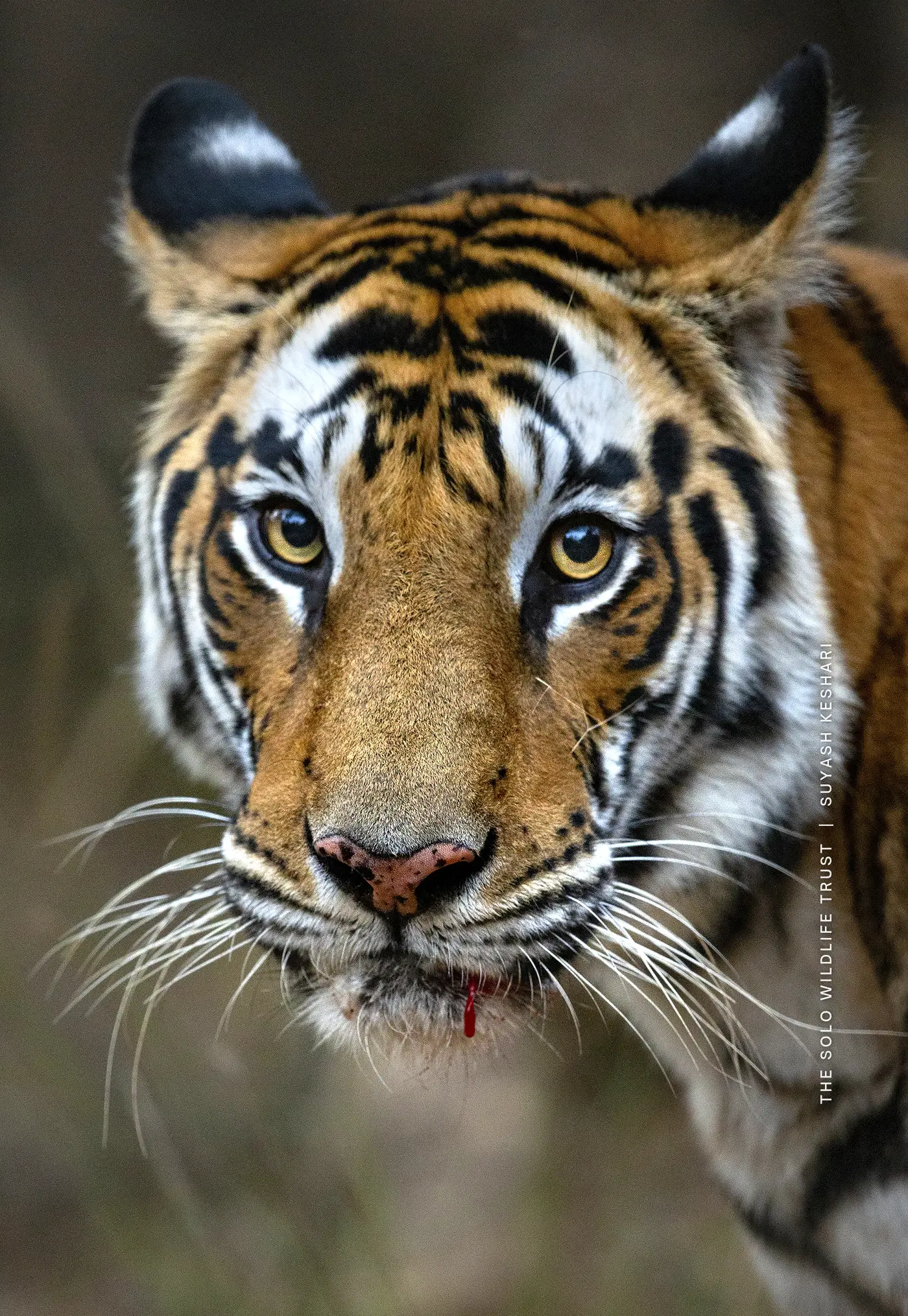 Solo, the tigress, looking into the camera