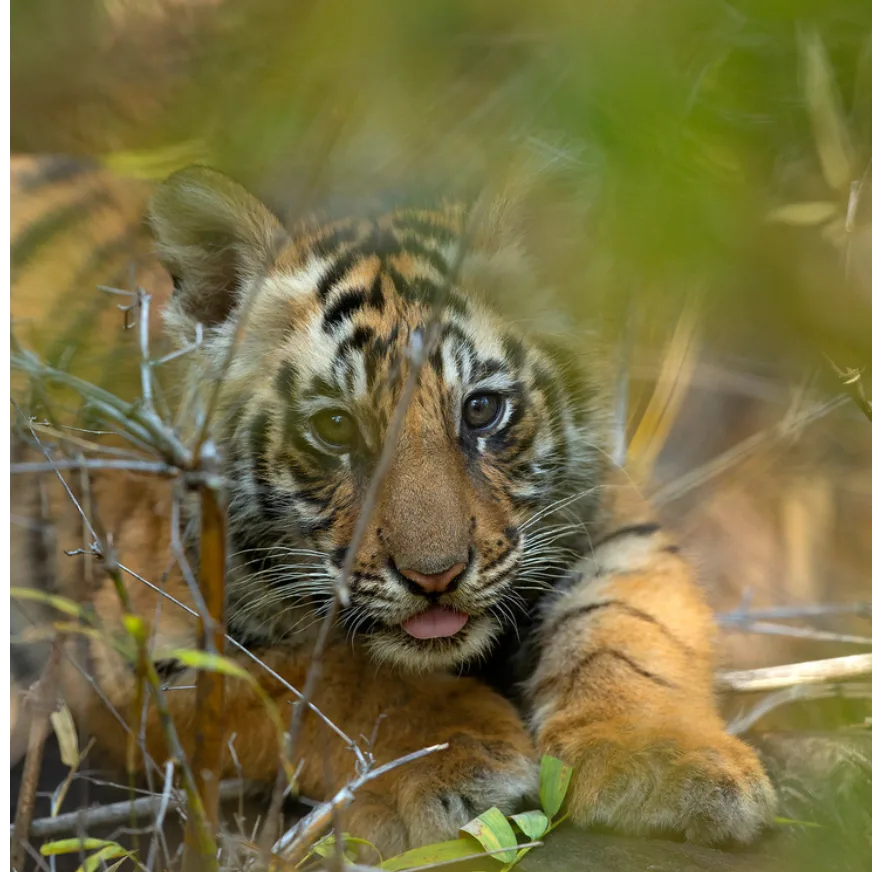 Solo as a young cub, lying in the grass