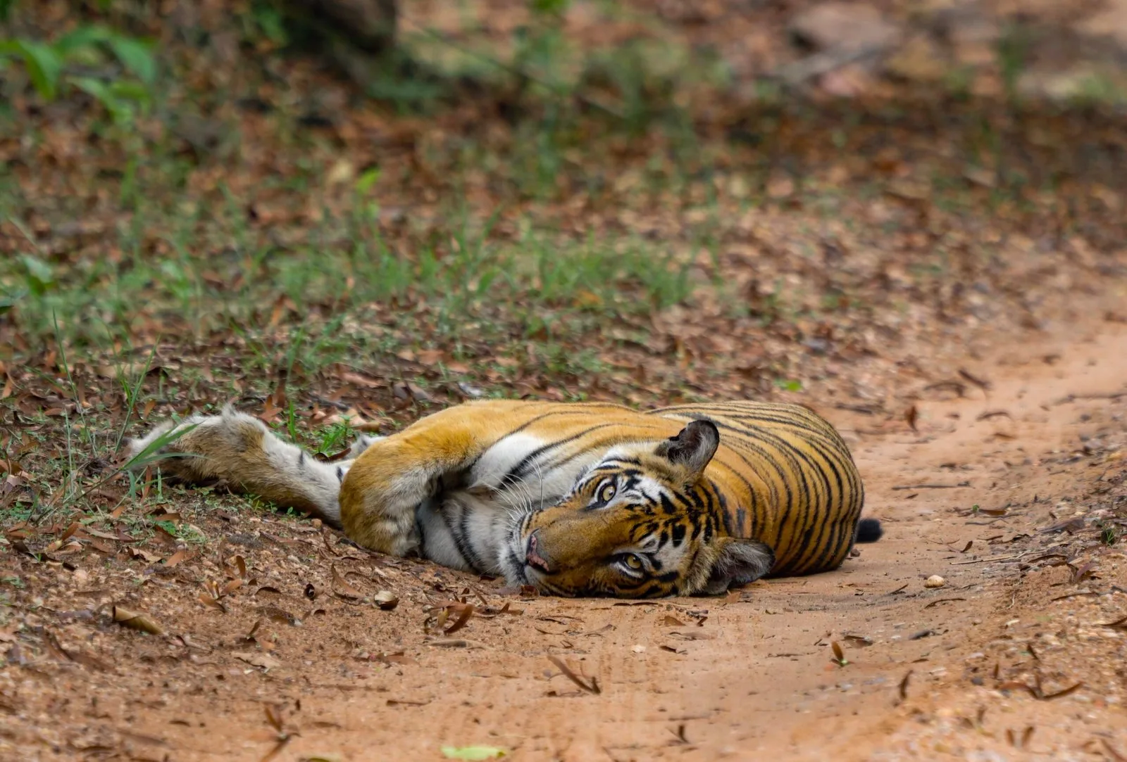 Solo lying on a forest track, looking at the camera