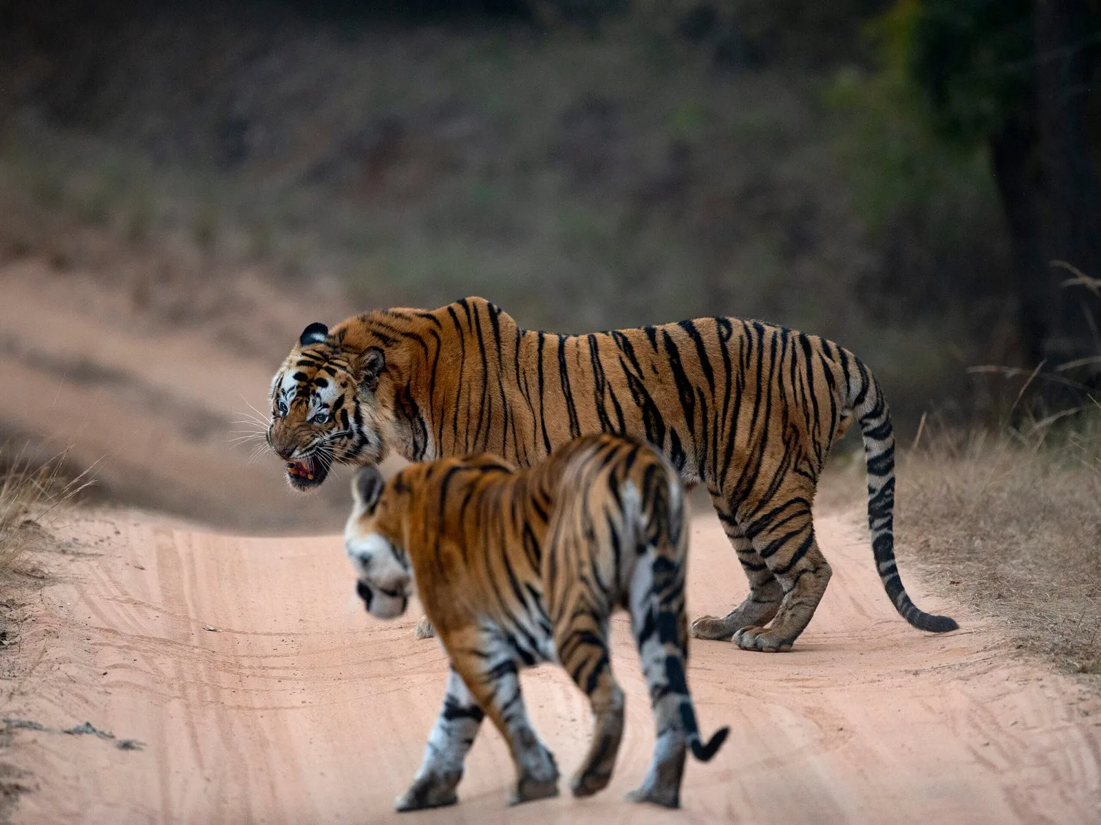 Two tigers facing off on a forest track