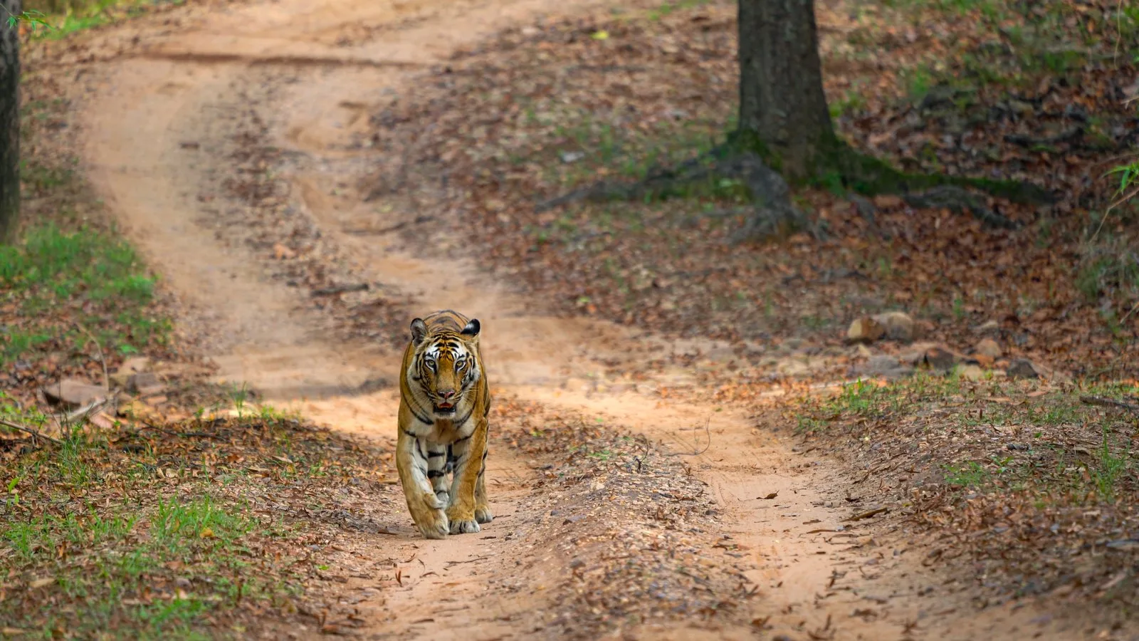 Solo walking towards the camera along a sandy forest track