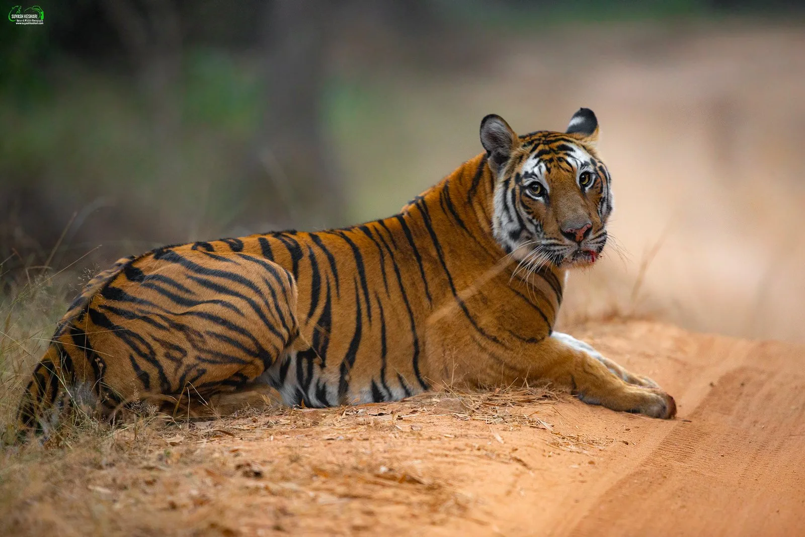 Solo resting on a sandy track, looking back over her shoulder