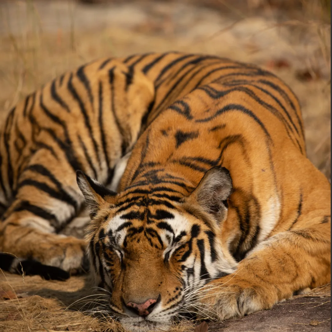 Solo asleep, curled up on the ground