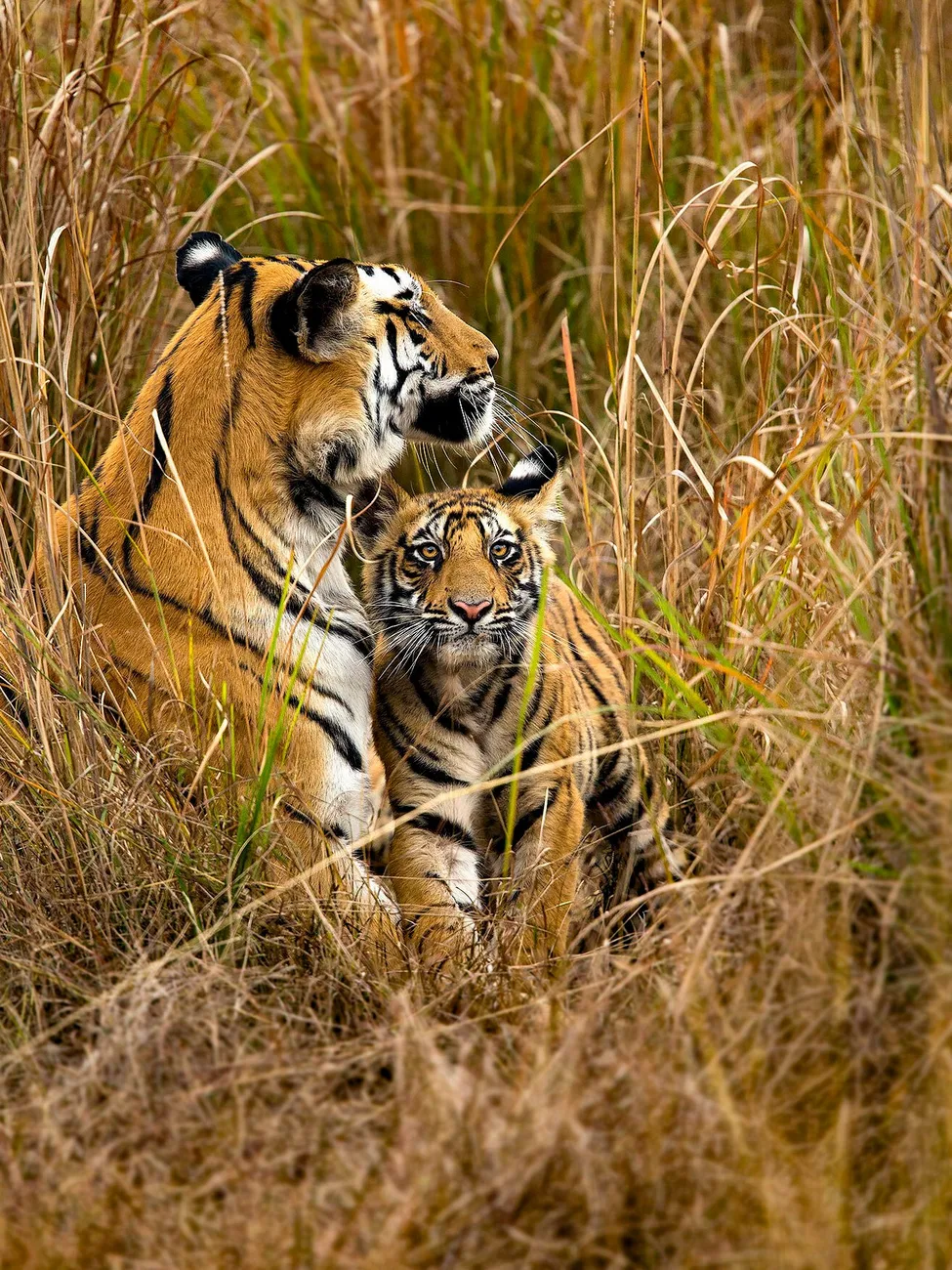 Solo as a cub nuzzling her mother Rajbehra in tall grass